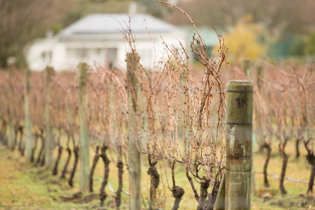 Vineyard in the Hawke's Bay area