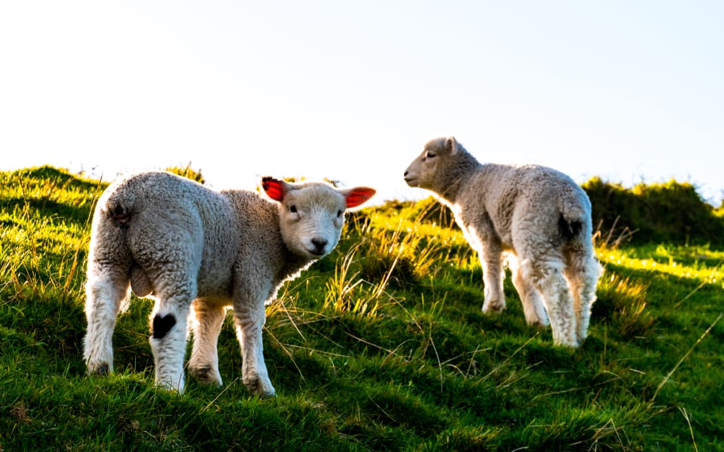 Lambs enjoying a burst of spring sunshine.