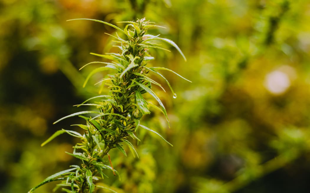 Cannabis plant. Marijuana plant.