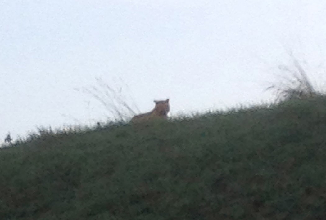 A picture taken by a passerby purports to show a tiger on the loose in Montevrain, France.
