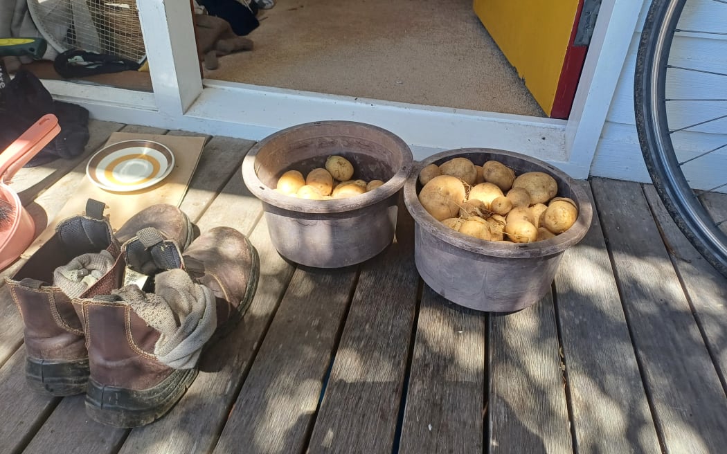 Home garden spud harvest.