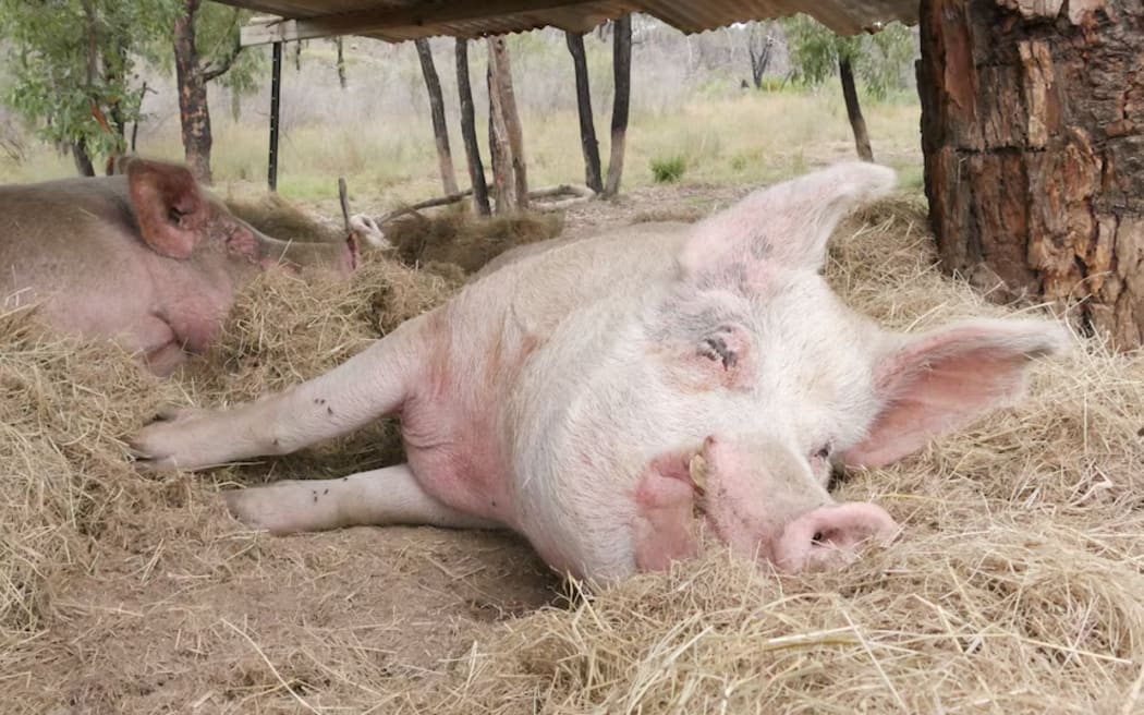 The RSPCA says some breeds of pig can grow as large as 300kg. (ABC New England North West: James Paras)