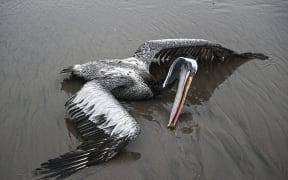 A pelican suspected to have died from H5N1 avian influenza is seen on a beach in Lima, in 2022.