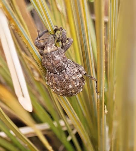 Hundreds of critically endangered NZ weevils released back into the ...