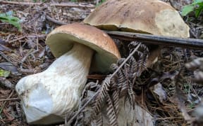 Porcini mushrooms
