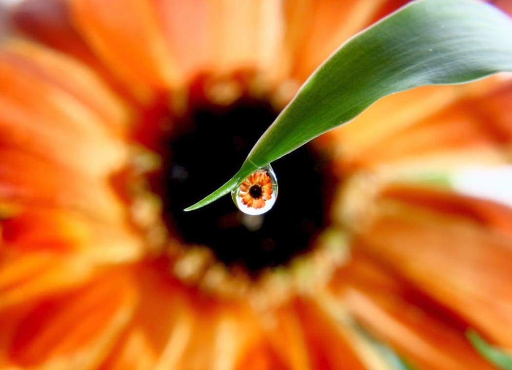Flower through dew drop