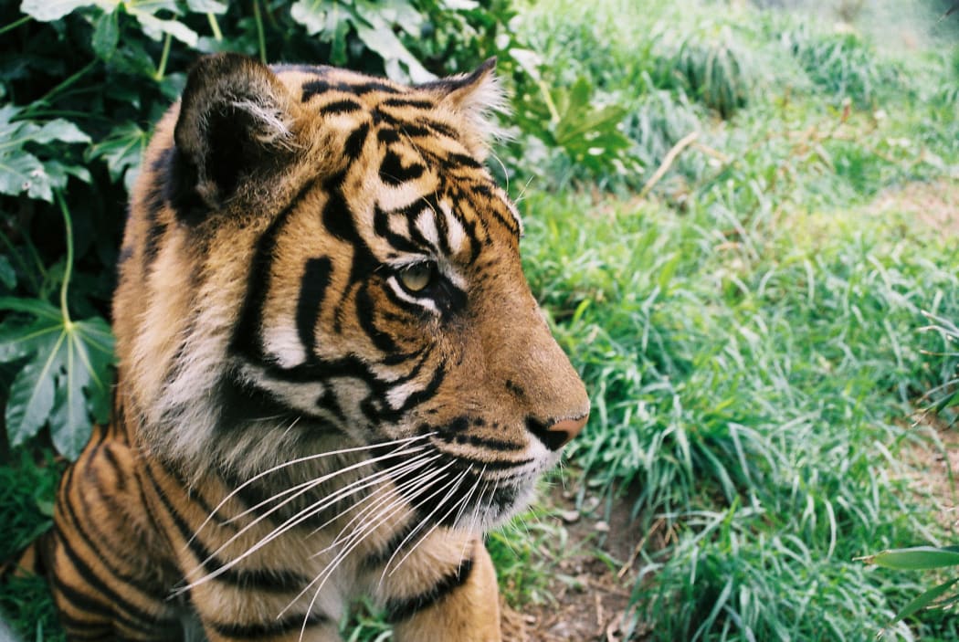 Senja is Wellington Zoo's female Sumatran tiger