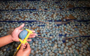 A hand extends from the left of the image, holding a small blue pāua shell in its palm while a second hand wields a pair of yellow calipers, measuring the length of the shell. In the background, hundreds of blue pāua shells cluster on a surface.