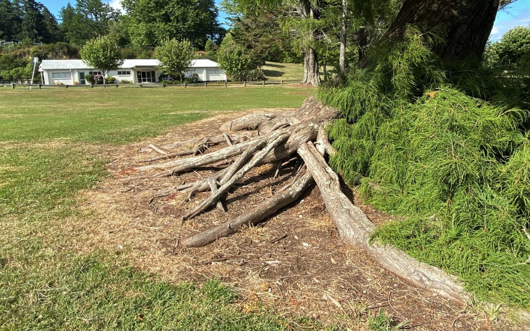 The roots of tree in Neil Hunt Park.