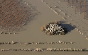 Sheep trying to keep dry on a hillock surrounded by floodwaters in Marlborough.