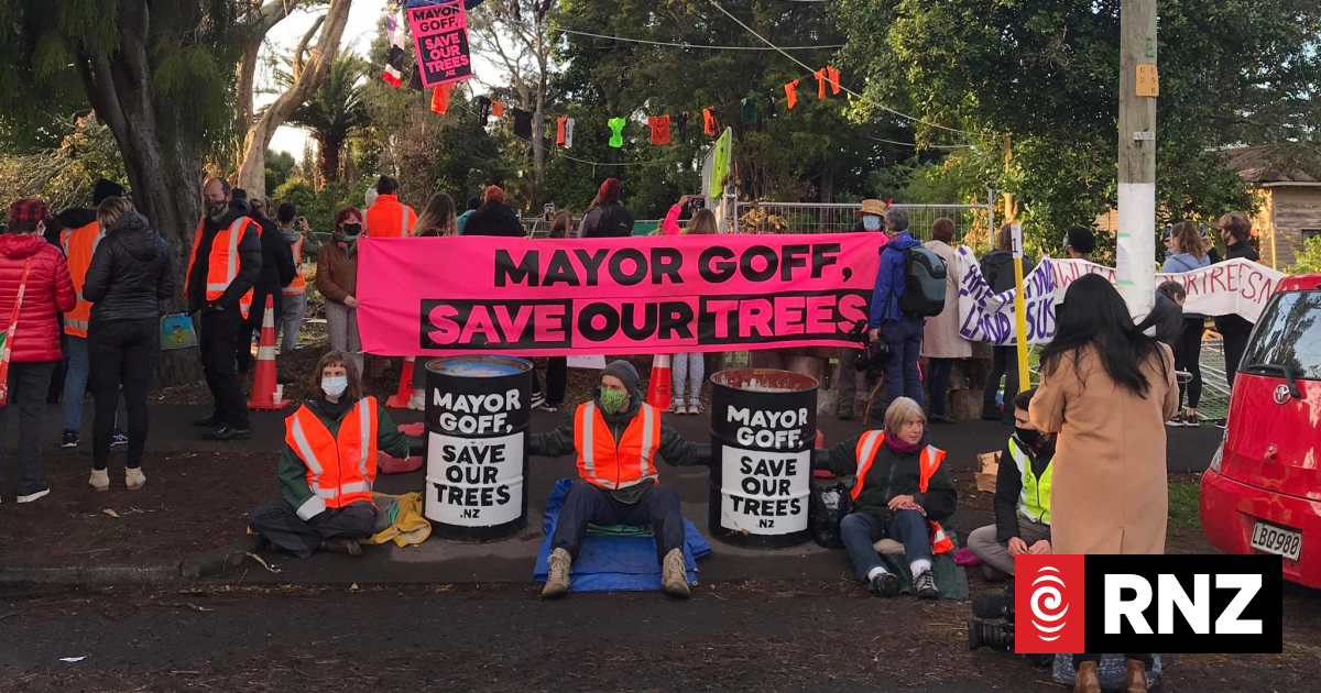 Protest at dawn to protect 100-year-old trees | RNZ