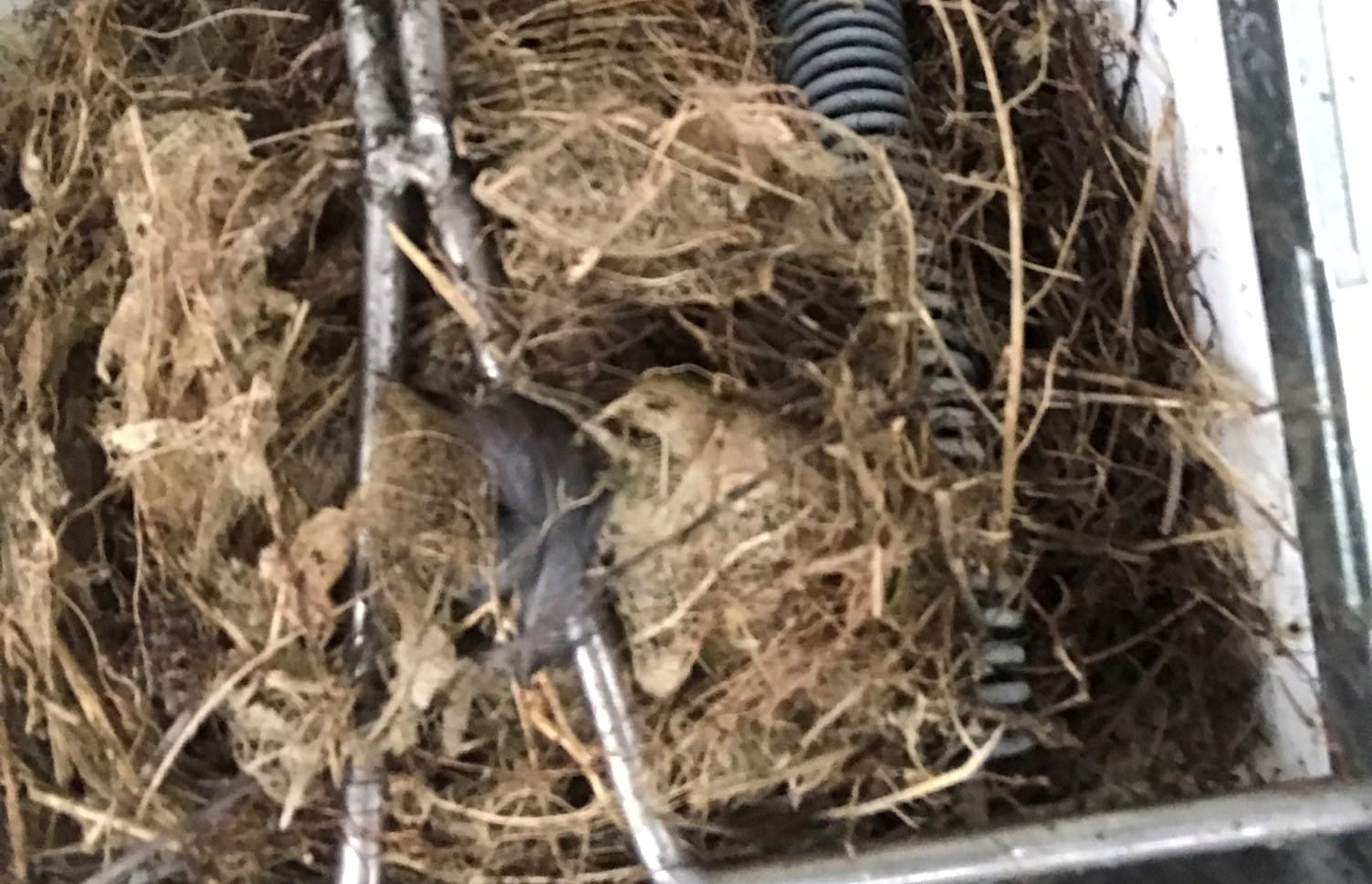 A titiponamu nest inside a possum trap.