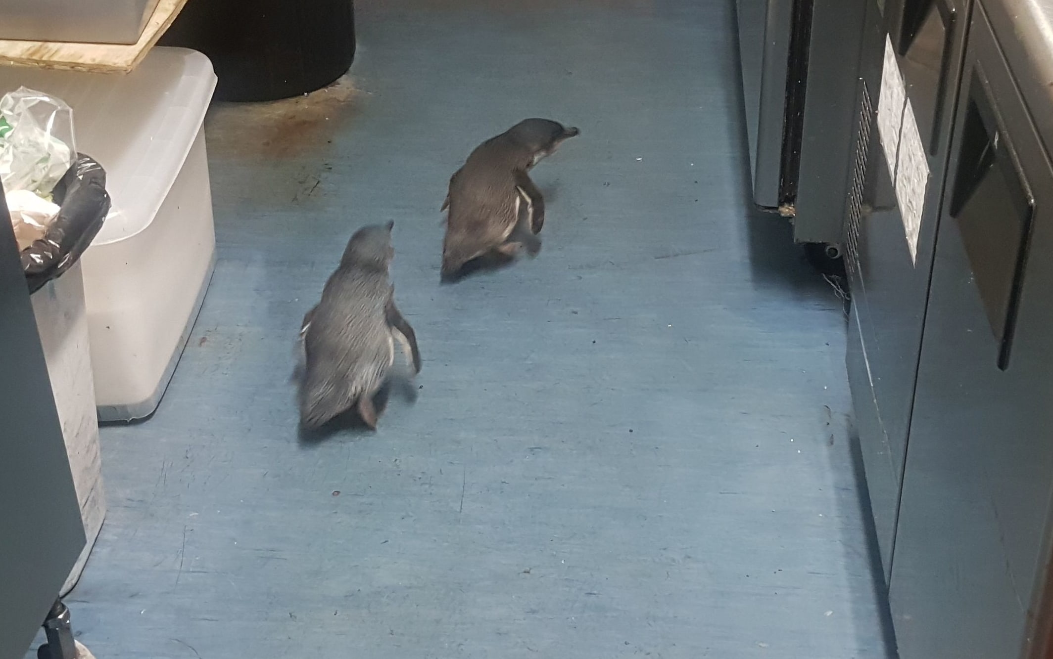 Two Blue Penguins find a nesting spot in a central Wellington sushi store