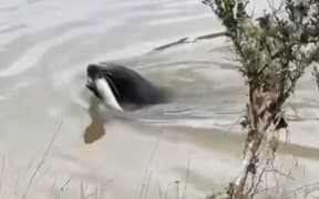 A seal with an eel in its mouth.