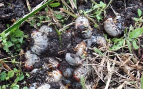 Coconut Rhino Beetles
