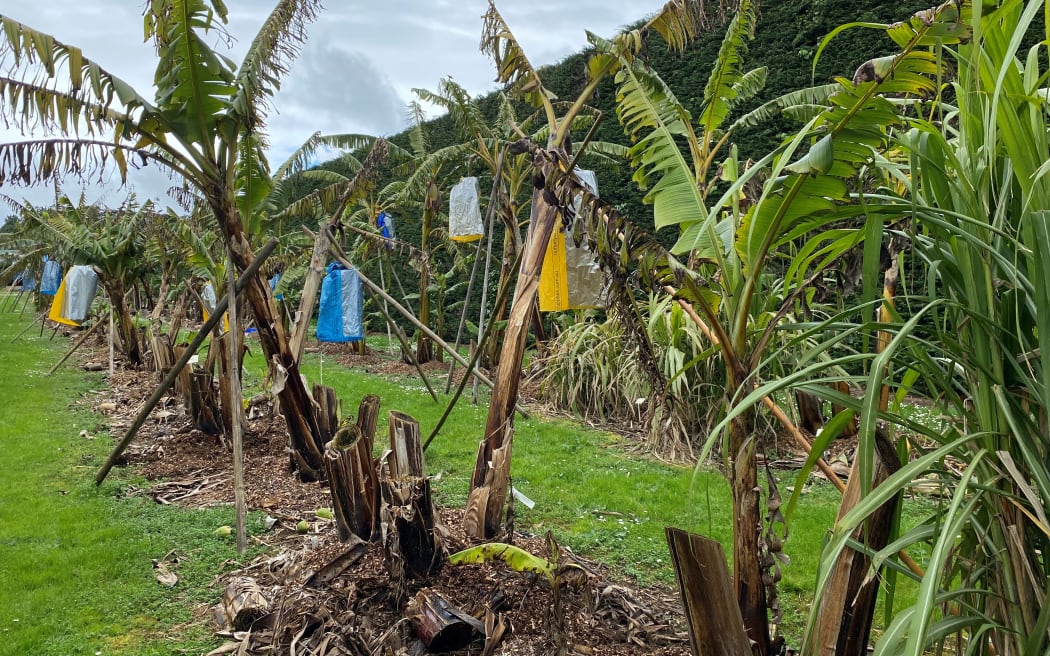 Rows of bananas line the paddock, some sporting the banana bunch covers.