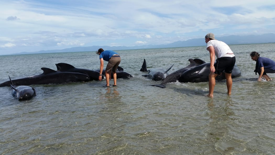 More whales have restranded near Farewell Spit.