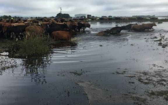 Cows stranded in flooded paddocks in Hauraki Plains had to swim to safety.