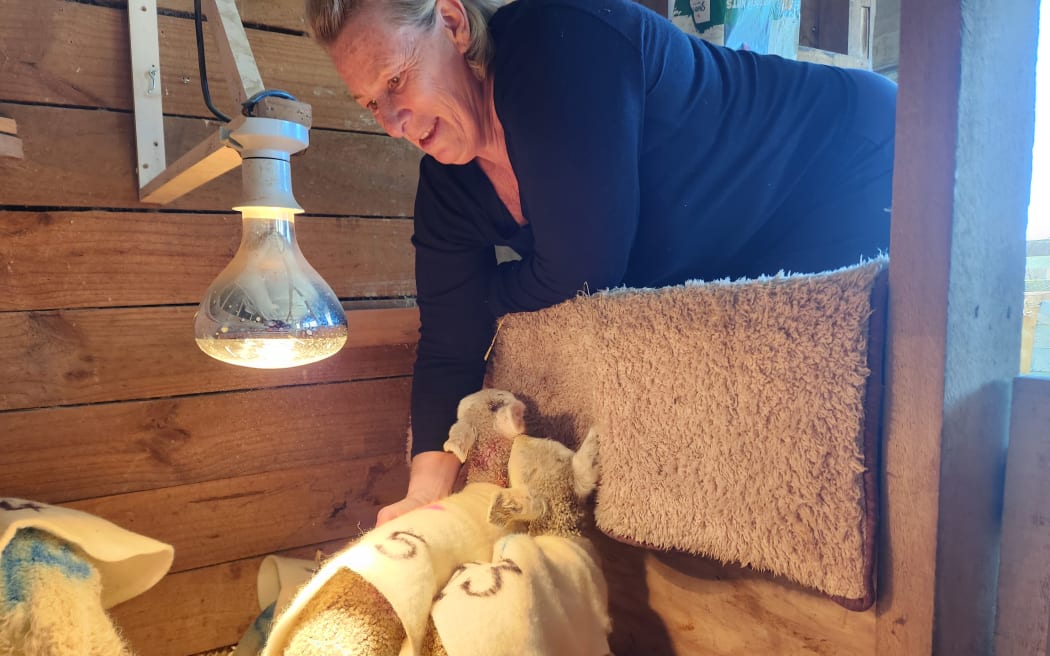 Jacqui checks on the lambs in her "ICU" section