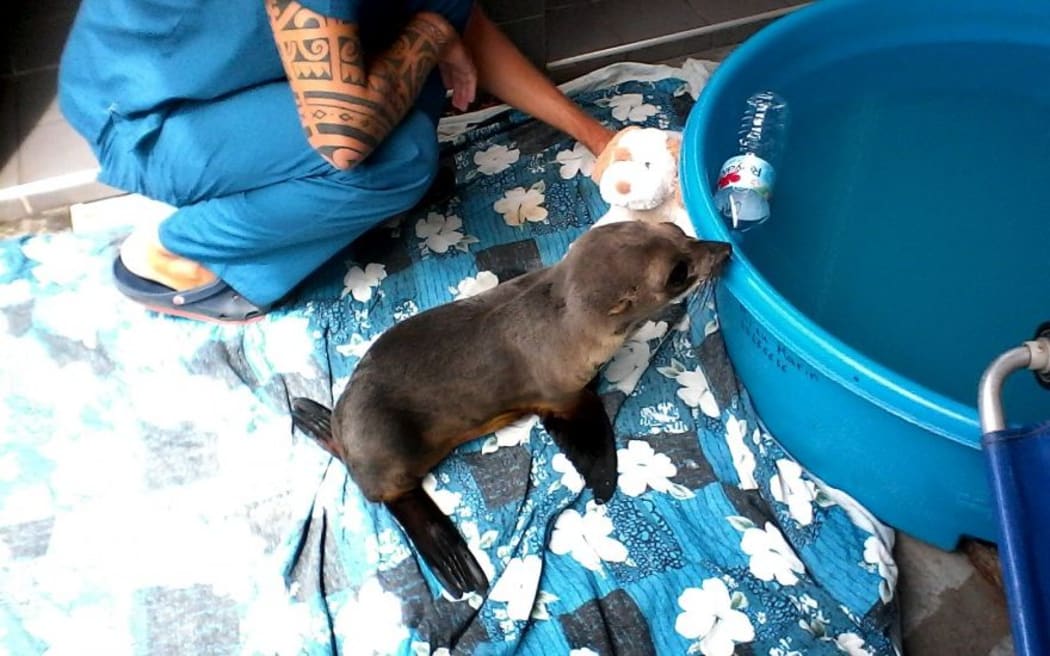 Where the sea lion came from has been the subject of much speculation in French Polynesia. It is suspected that it is from New Zealand, the Galapagos Islands, or South America.