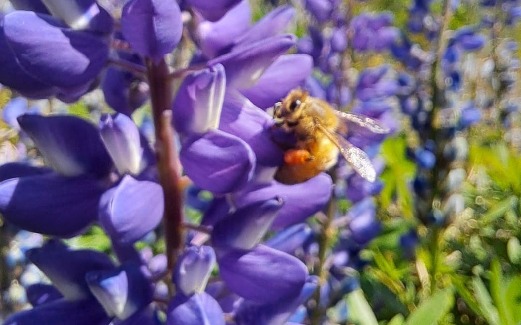 Busy bees in the Summer sun.