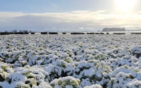 Cattle in the snow on Blair Drysdale's farm in Southland.