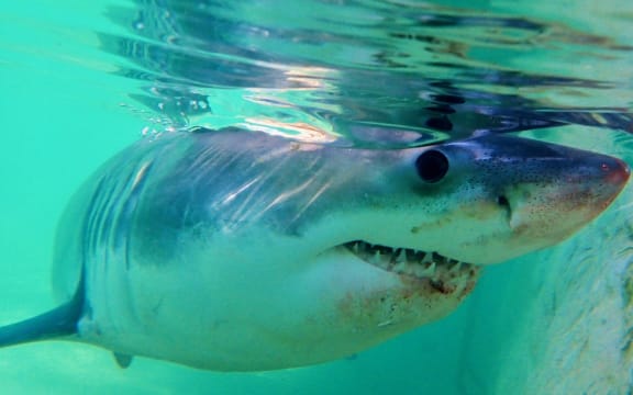 Fluffy The baby Great White Shark who washed up on a beach in Sydney