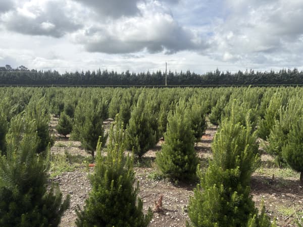 Needle Fresh Christmas Trees in Christchurch has been going for more than 20 years.