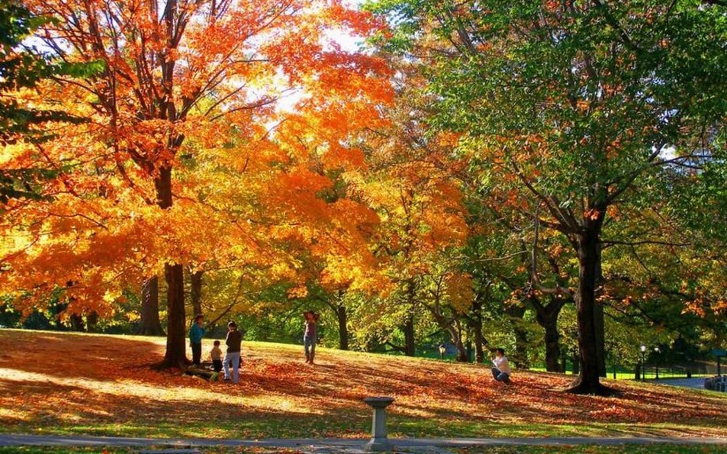 autumn in park