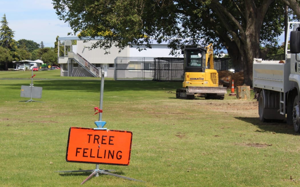 Poisoned trees in Blenheim’s Horton Park have been cut down due to the safety risk. SUPPLIED: MAIA HART/LDR - SINGLE USE ONLY