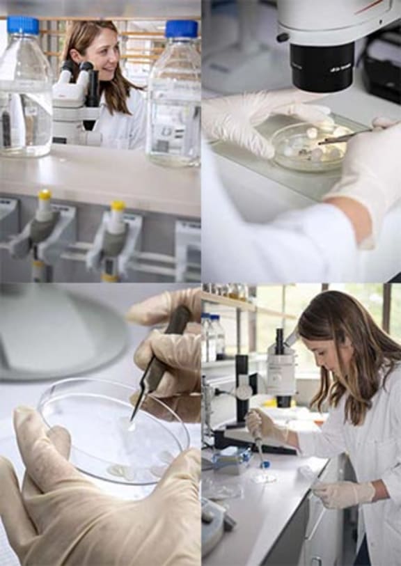 MacDiarmid Institute Associate Investigator and University of Auckland lecturer Dr Laura Domigan at work in the lab