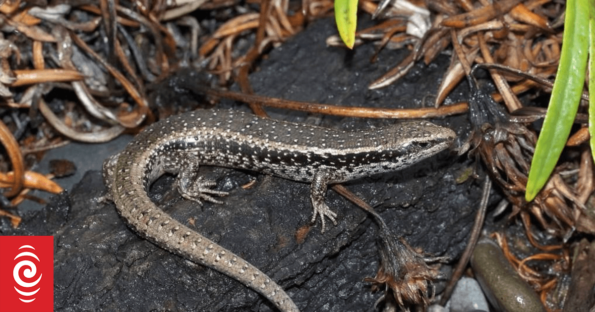 New home for rare skinks takes shape on Napier’s Marine Parade