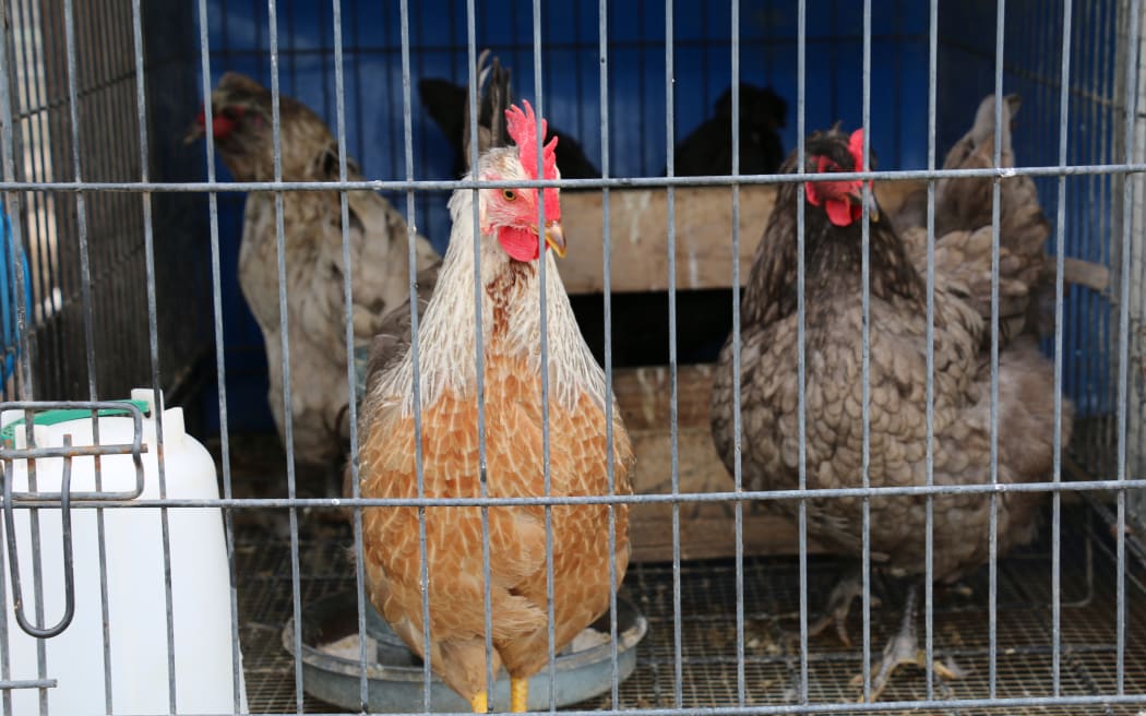 North Canterbury Chicken Rescue