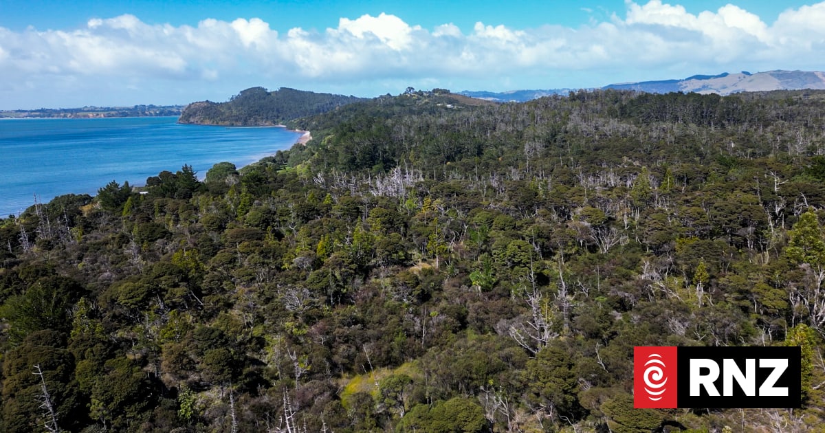 Glimmer of hope in fight against kauri dieback