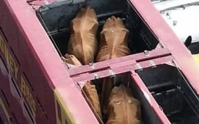 Jersey cows on their way to slaughter