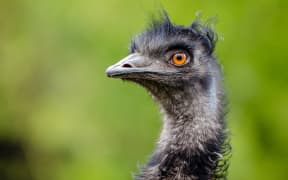 An emu