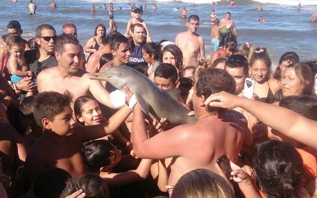 A dolphin died after being handled by a large crowd of beachgoers in Buenos Aires, Argentina. 19 February 2016.
