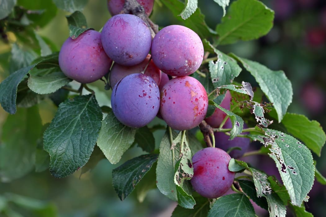 Fruitsof a Stanley prune plum (Prunus domestica) ripen in the late summer sun on a tree in a home orchard.