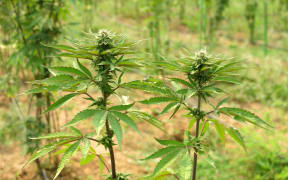Marijuana