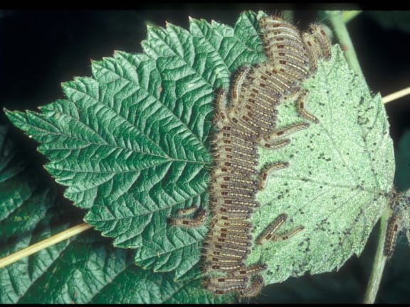 4qt10fn gallery image 5165