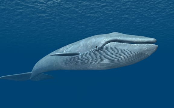 A blue whale