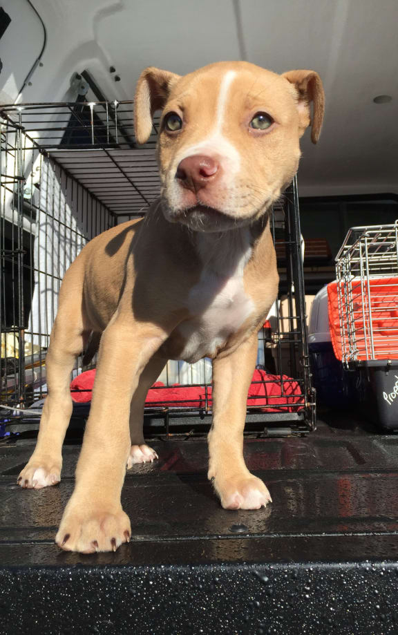 The eight-week old puppy was found on the side of the road.