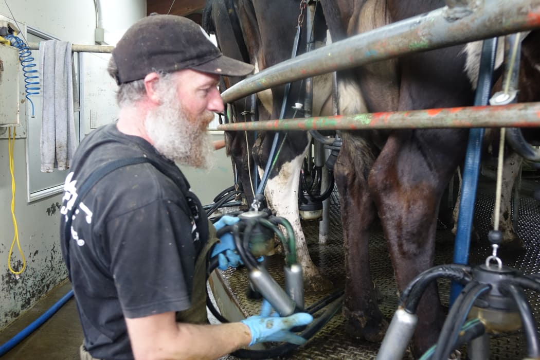 Farm worker Dominic Luond milks some of the Armstrongs’ 1000 cows.