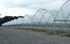 Tunnel Houses for strawberries