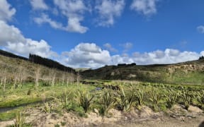 Launched in 2021 Tāmata Hauhā works primarily with Māori land owners to provide them with strategies and funding to develop their land holdings and make them more productive, primarily through forestry.