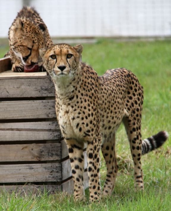 Shomari, left, pictured with Cango at Orana Wildlife Park in Christchurch.
