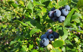 Hawke's Bay's Bay Blueberries farm.