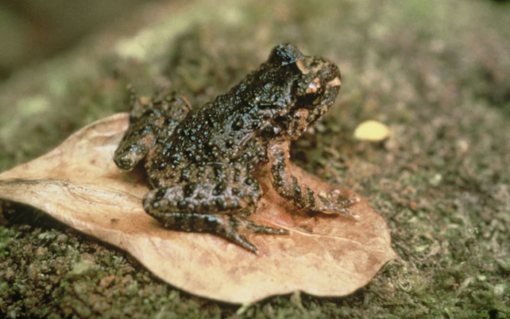 Hotchstetter's Frog