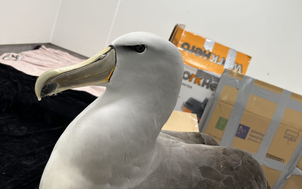 One of the 'storm-blown' birds taken care of by Massey University vets.