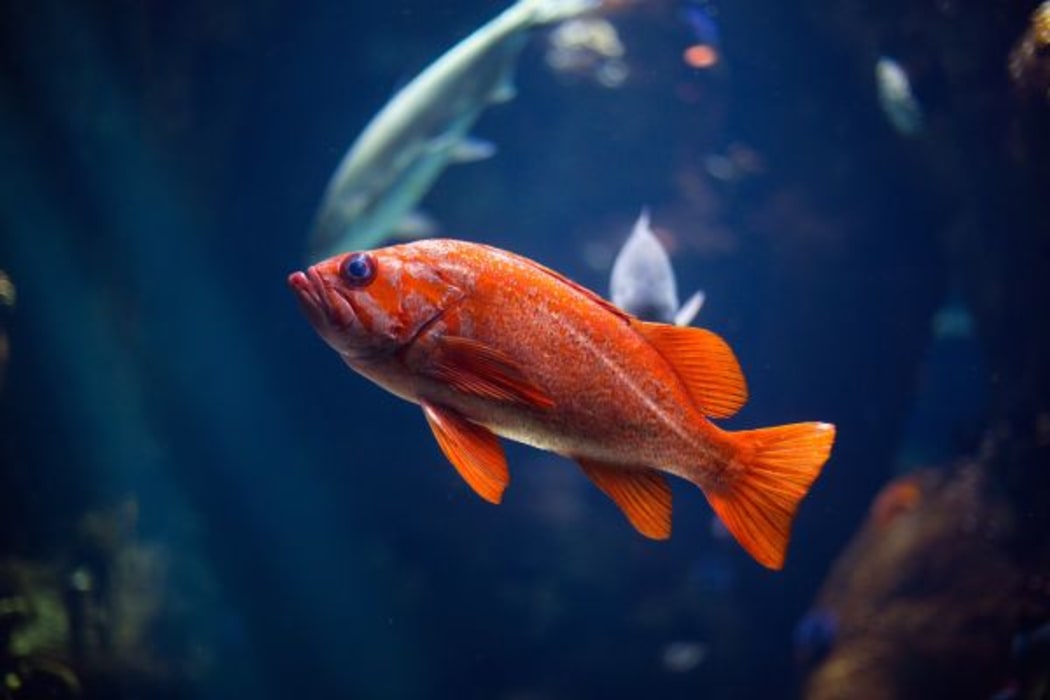 Goldfish